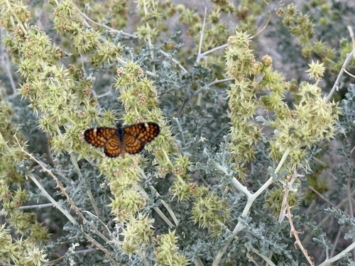 iNaturalist observation photo of Tiny Checkerspot