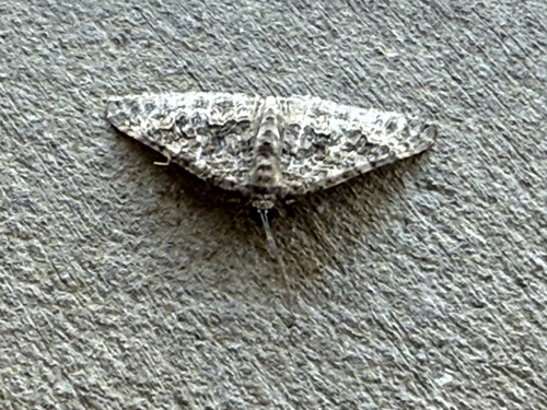 iNaturalist observation photo of New Mexico Carpet Moth