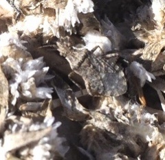 Aufeius impressicollis