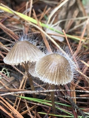 Spinellus