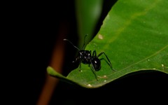 Polyrhachis mackayi