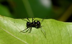 Polyrhachis mackayi