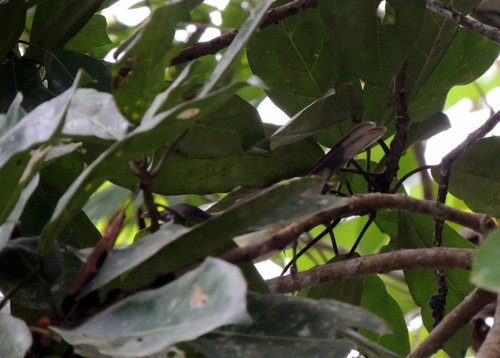 Swamp Palm Bulbul (Thescelocichla leucopleura), photo 10