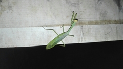 Stagmatoptera septentrionalis