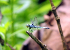 Chalcostephia flavifrons