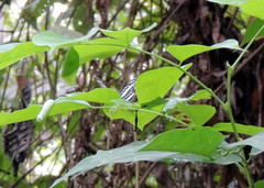 Pseudoneptis bugandensis ianthe