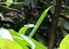 Pseudoneptis bugandensis ianthe