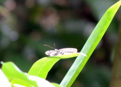 Pseudoneptis bugandensis ianthe