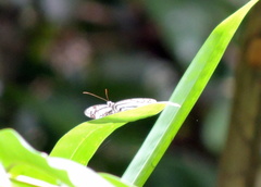 Pseudoneptis bugandensis ianthe