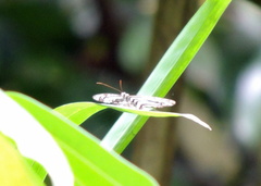 Pseudoneptis bugandensis ianthe