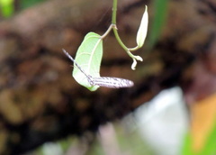 Pseudoneptis bugandensis ianthe