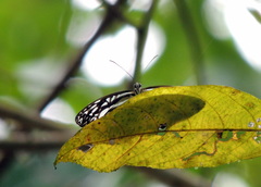 Pseudoneptis bugandensis ianthe