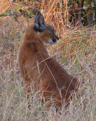 Caracal caracal