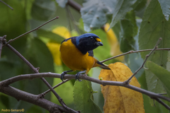 Chlorophonia musica musica