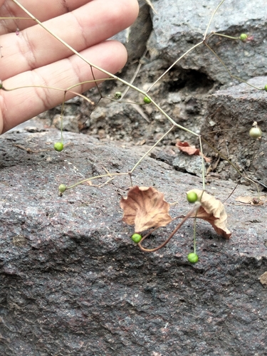 Talinum sonorae (Talinum sonorae)