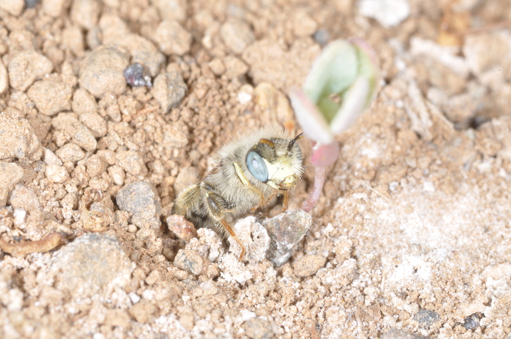 Acamptopoeum submetallicum