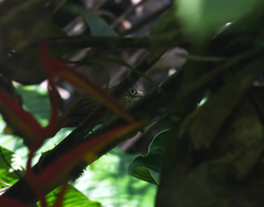 Anabacerthia striaticollis