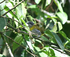 Chlorospingus canigularis