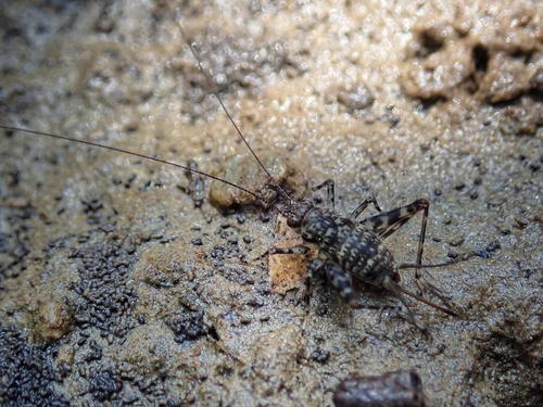 マングローブスズ (Orthoptera and Mantodea of Japan) · iNaturalist