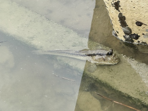 Giant mudskipper (Periophthalmodon schlosseri) — Gobiidae — 5