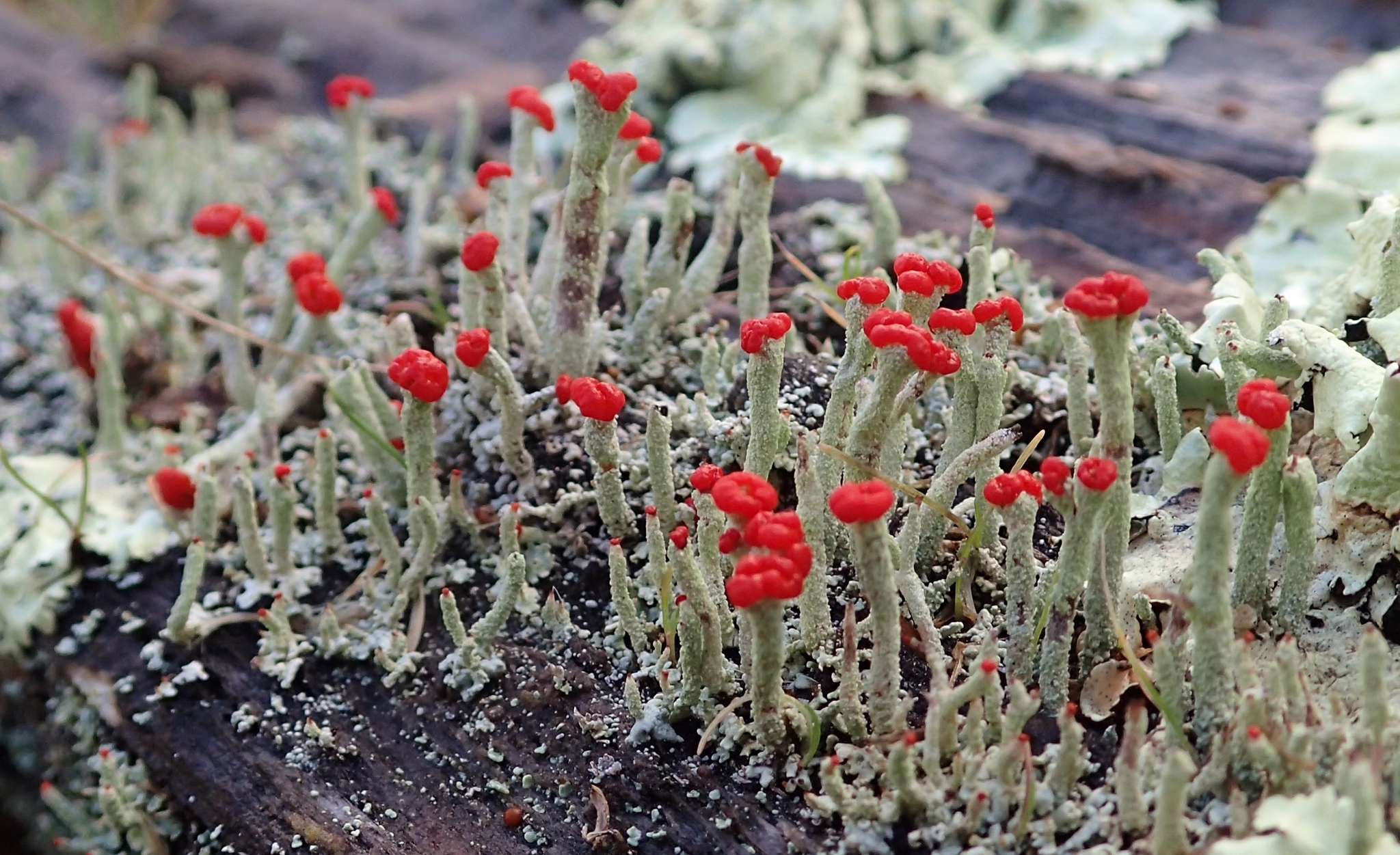 Cladoniaceae image
