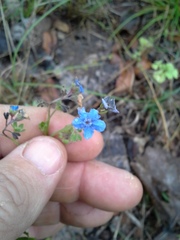 Cynoglossum amabile