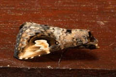 Pseudosphetta fissisigna