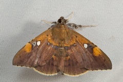Rectipalpula billeti