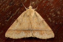 Ugia serrilinea