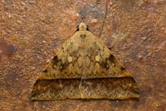 Ugia serrilinea