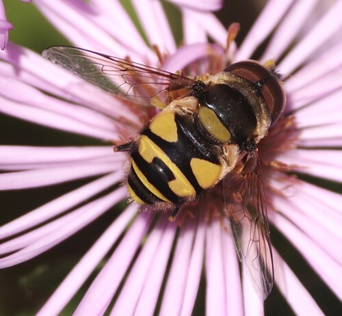 Unknown species found near Airlie, Wilmington, NC 28403, USA