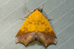 Xanthanomis xanthina