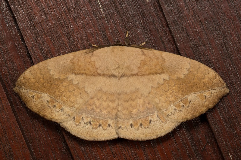 Sphingognatha asclepiades