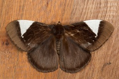 Melanothrix nymphaliaria