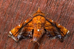 Penicillaria plusioides