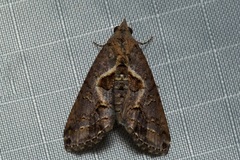 Lophoptera illucida