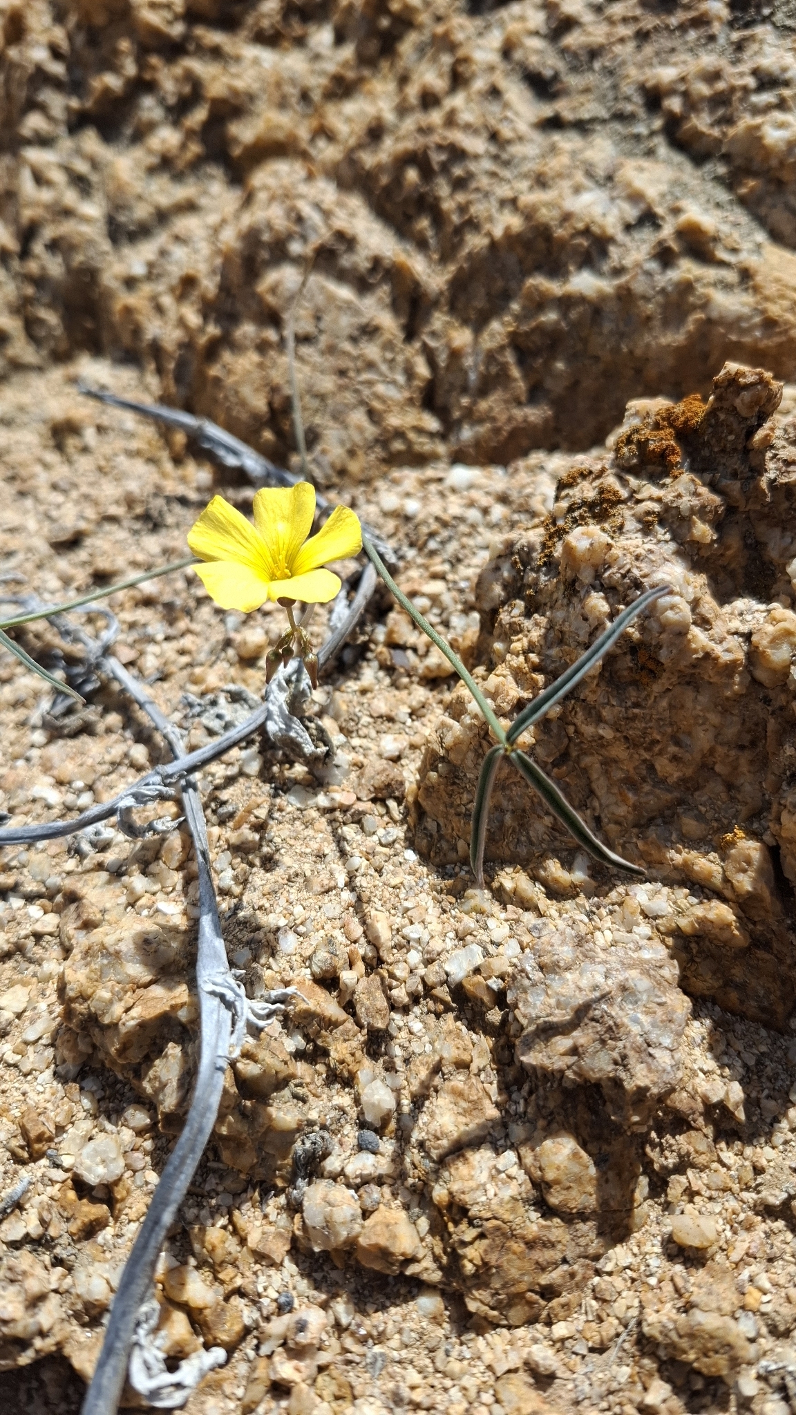 Oxalis ornithopus Phil.