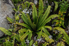 Blechnum durum