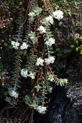 Pimelea prostrata ventosa