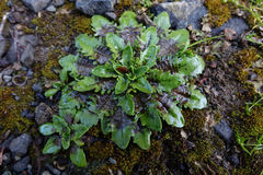 Plantago triandra