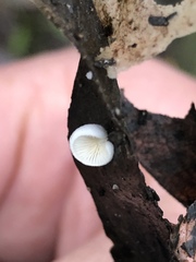 Crepidotus caspari