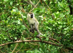 Chlorocebus tantalus