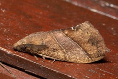 Lajonquierea mediofasciata