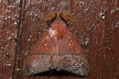 Odonestis erectilinea