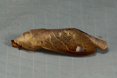 Paralebeda uniformis