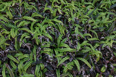Blechnum blechnoides