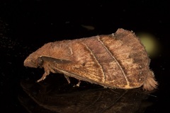 Lajonquierea mediofasciata