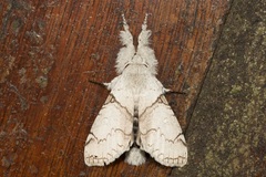 Calliteara diplozona