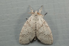 Calliteara pseudolairdae