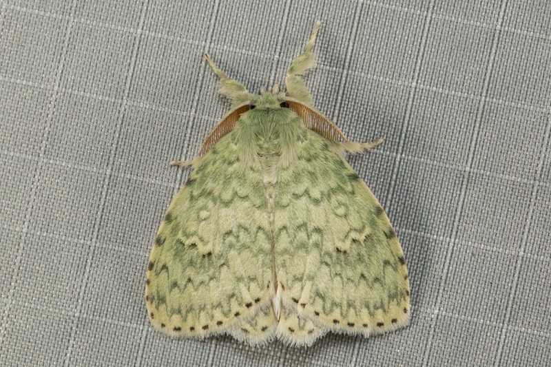 Dura pseudalba